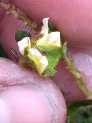 Potentilla biflora