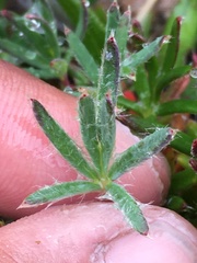 Potentilla biflora