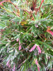 Potentilla biflora
