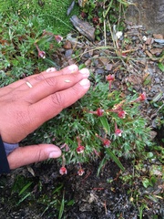 Potentilla biflora