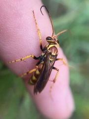 Poecilopompilus interruptus interruptus