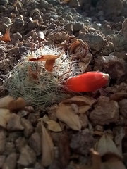Mammillaria boolii