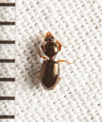Dyschirius abbreviatus