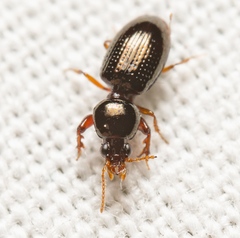 Dyschirius abbreviatus