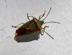 Acanthosoma spinicolle