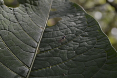 Tanypezidae