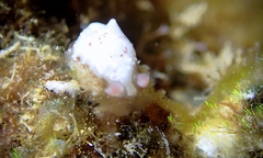 Dendrodoris coronata