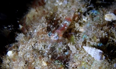 Nikoides steinii