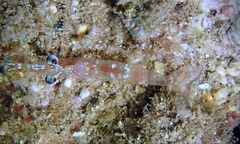 Nikoides steinii