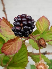Rubus flagellaris