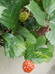Rubus flagellaris