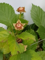Rubus flagellaris