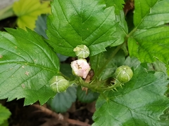 Rubus flagellaris