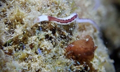Baseodiscus hemprichii