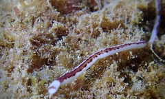 Baseodiscus hemprichii