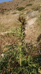 Acanthus spinosus