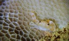 Cherusius triunguiculatus