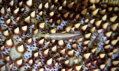 Zenopontonia soror