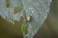Asphaera albomarginata