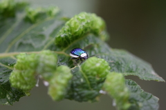 Asphaera albomarginata