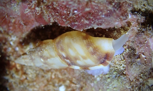 Daphnella observed 2021-10-19