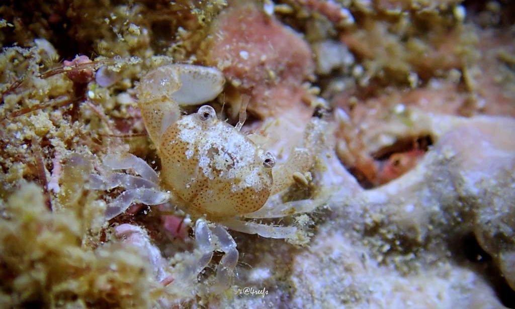 Liocarpilodes