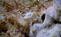 Liocarpilodes integerrimus