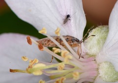 Rhypodes