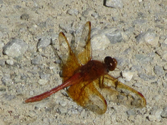 Sympetrum croceolum