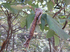 Phostria harutai