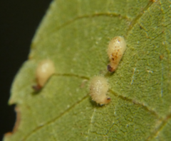 Caryomyia eumaris