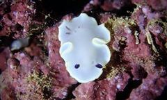 Ardeadoris scottjohnsoni