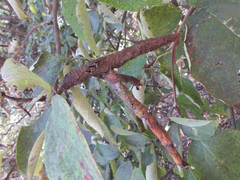 Phostria harutai