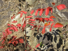 Rhus javanica