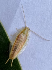 Mediastinia