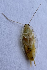 Mediastinia