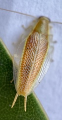 Mediastinia