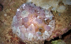 Dendrodoris tuberculosa