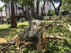 Iguana iguana