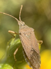 Althos