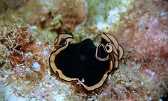 Pseudobiceros splendidus