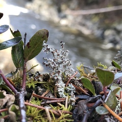 Stereocaulon paschale