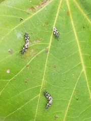 Oxycarenus luctuosus