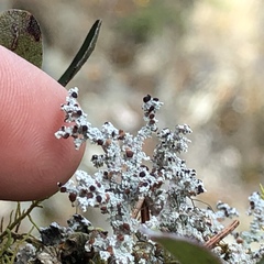 Stereocaulon paschale