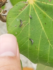 Oxycarenus luctuosus