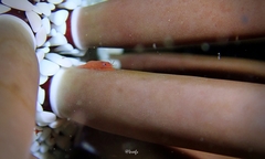 Levicaris mammillata