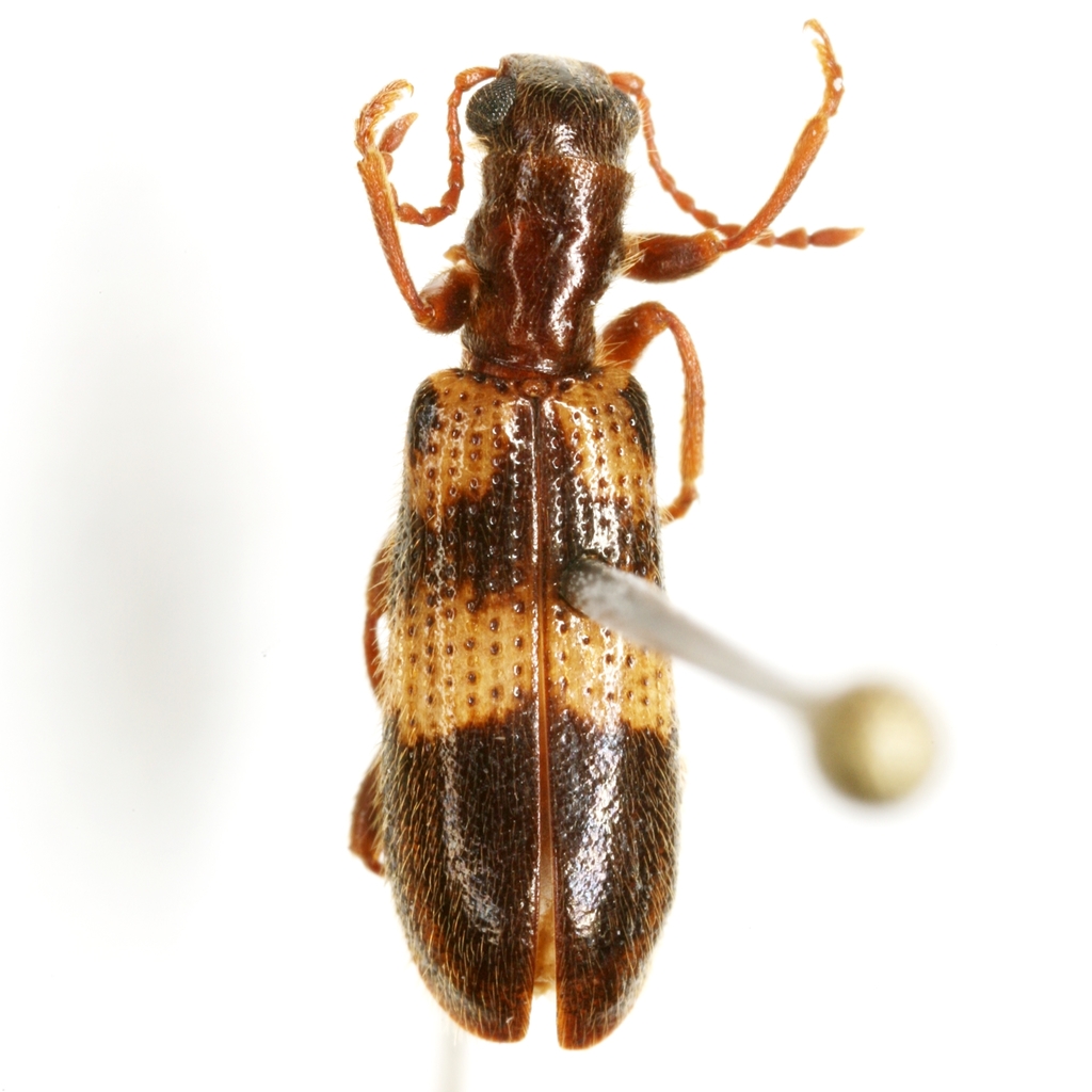 Cymatodera laevicollis
