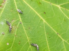 Oxycarenus luctuosus