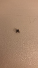 Clogmia albipunctata