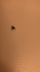 Clogmia albipunctata
